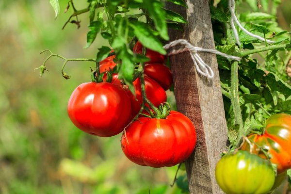Июльский кошмар дачника, о котором предупреждает агроном Июльский кошмар дачника, о котором предупреждает агроном