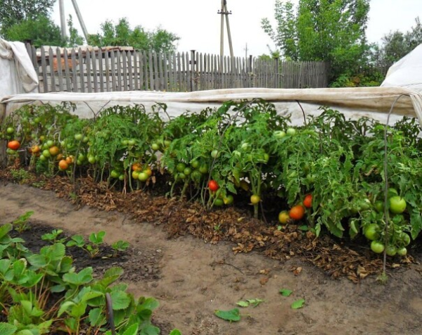 Июльский кошмар дачника, о котором предупреждает агроном Июльский кошмар дачника, о котором предупреждает агроном