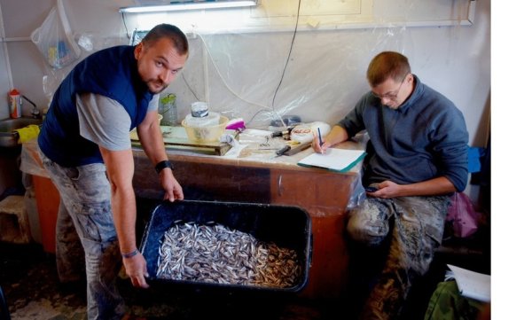Смотрите, кто приплыл: в Волге завелись морские рыбы