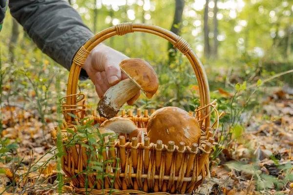 Почему старые крупные грибы лучше оставить в лесу: важные причины Почему старые крупные грибы лучше оставить в лесу: важные причины