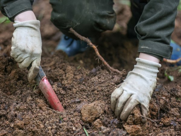 Пересмотр странной доисторической находки перевернул представления об эволюции