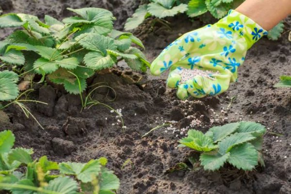 Подкормка клубники после урожая и обрезки: какие удобрения помогут кустам восстановиться