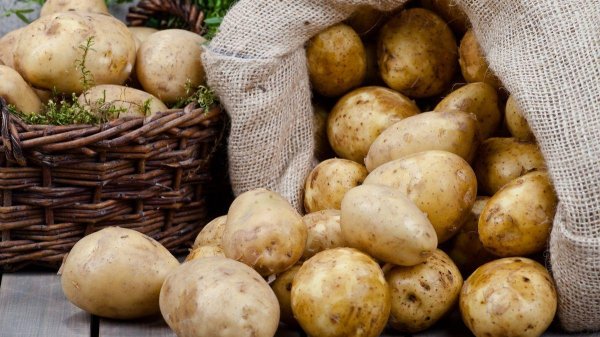 Картофель не прорастет до весны: простой осенний прием для долгого хранения Картофель не прорастет до весны: простой осенний прием для долгого хранения